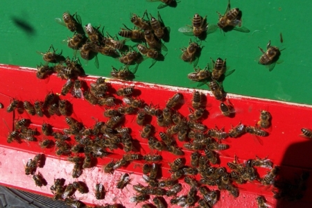 Ošetřování včelstev během roku