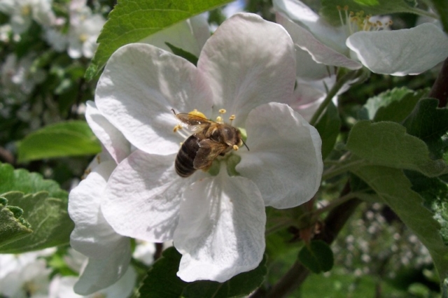 Sběr pylu na květu jabloně