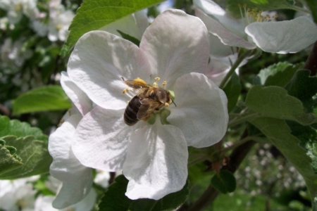 Včely na květu