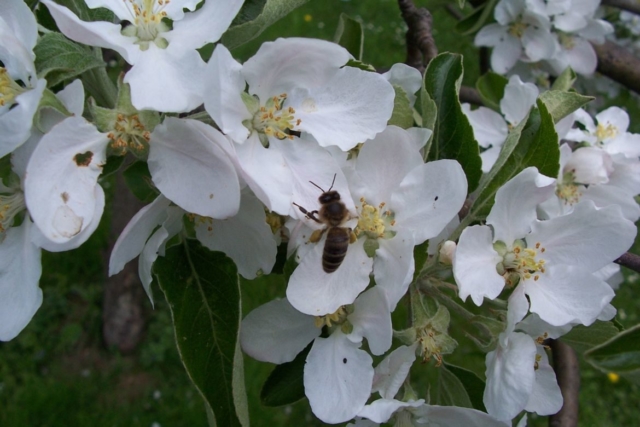Včela na květu jabloně