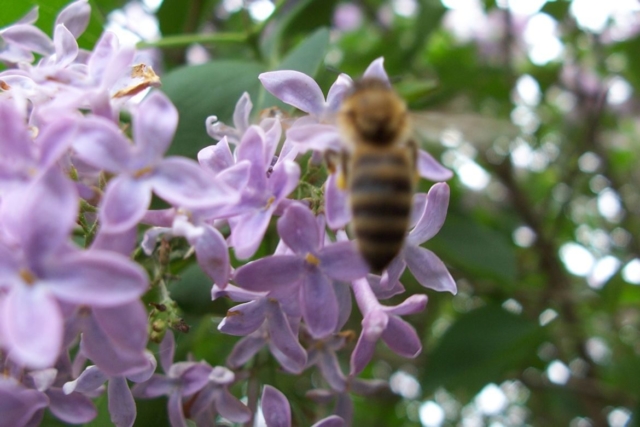Včela na šeříku při sběru pylu