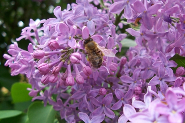 Včela na šeříku při sběru pylu